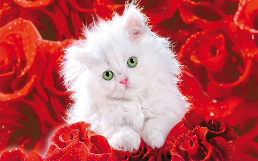 Flauschiges weißes Kätzchen mit grünen Augen zwischen roten Rosen mit Tautropfen. — Wunderschöne Rosen Wallpaper