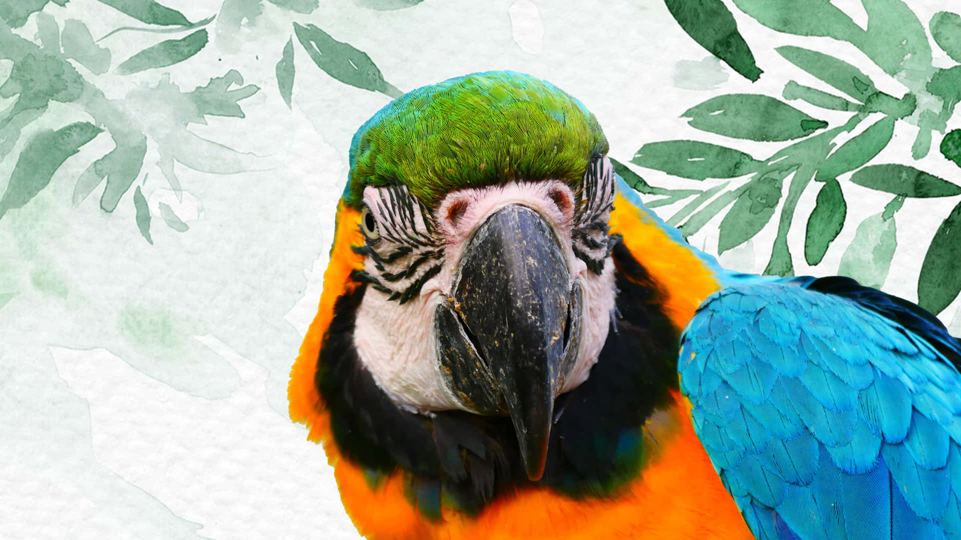 Parrot Art IPhone Wallpaper HD  IPhone Wallpapers  iPhone Wallpapers