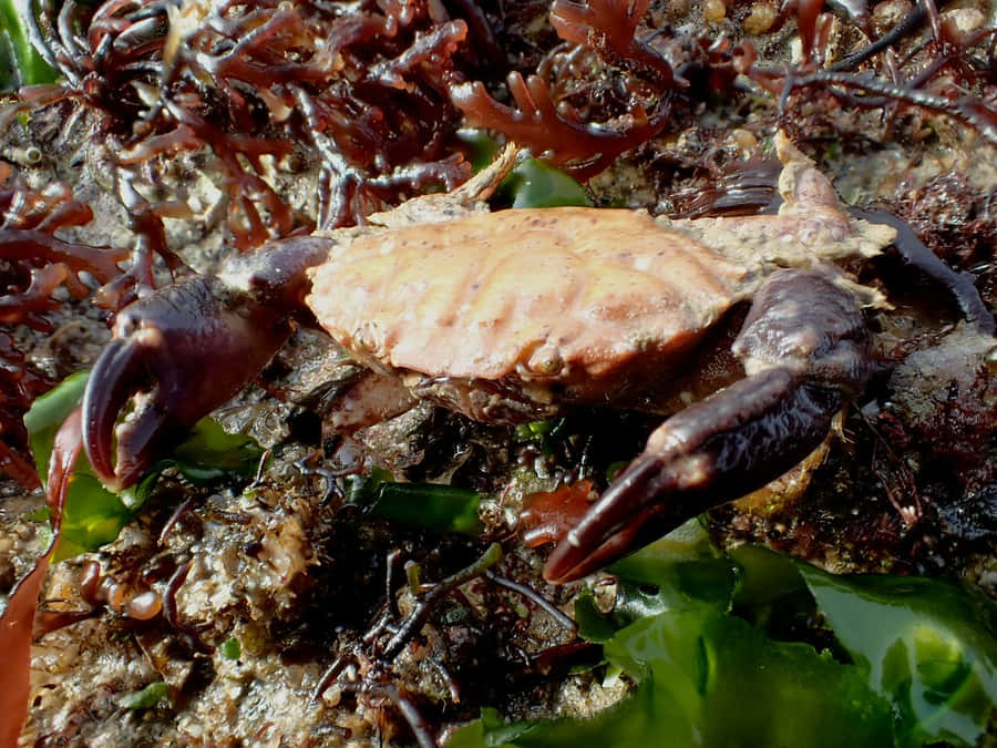 Xanthid Crab Achtergrond