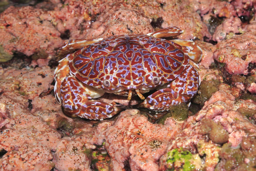 Xanthid Crab Wallpaper
