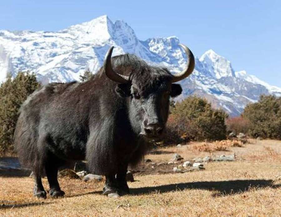 Black yak standing in front of snowy mountains on a sunny day. — Yak Wallpaper
