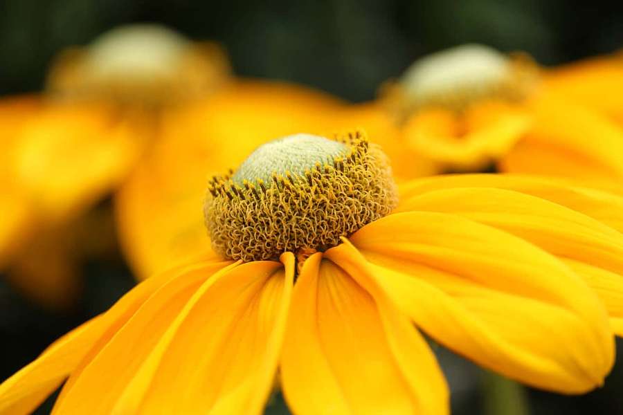 Close-up of a bright yellow coneflower with blurred background. — Yellow Coneflower Wallpaper