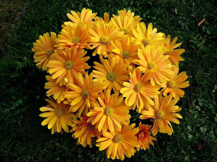 Vibrant orange daisies growing in a dense cluster on green grass. — Yellow Daisy Wallpaper