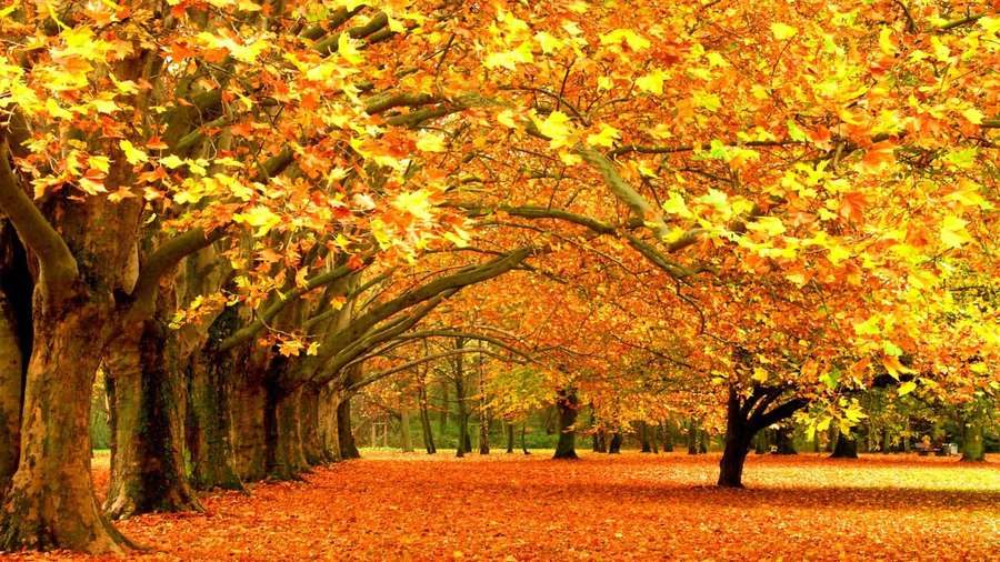 A tree-lined path covered in fallen autumn leaves under a golden canopy. — Yellow Leaves Wallpaper