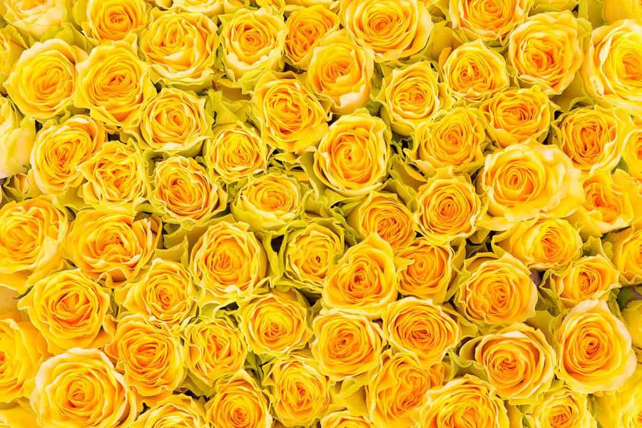 A dense arrangement of yellow roses viewed from above. — Yellow Painting Wallpaper