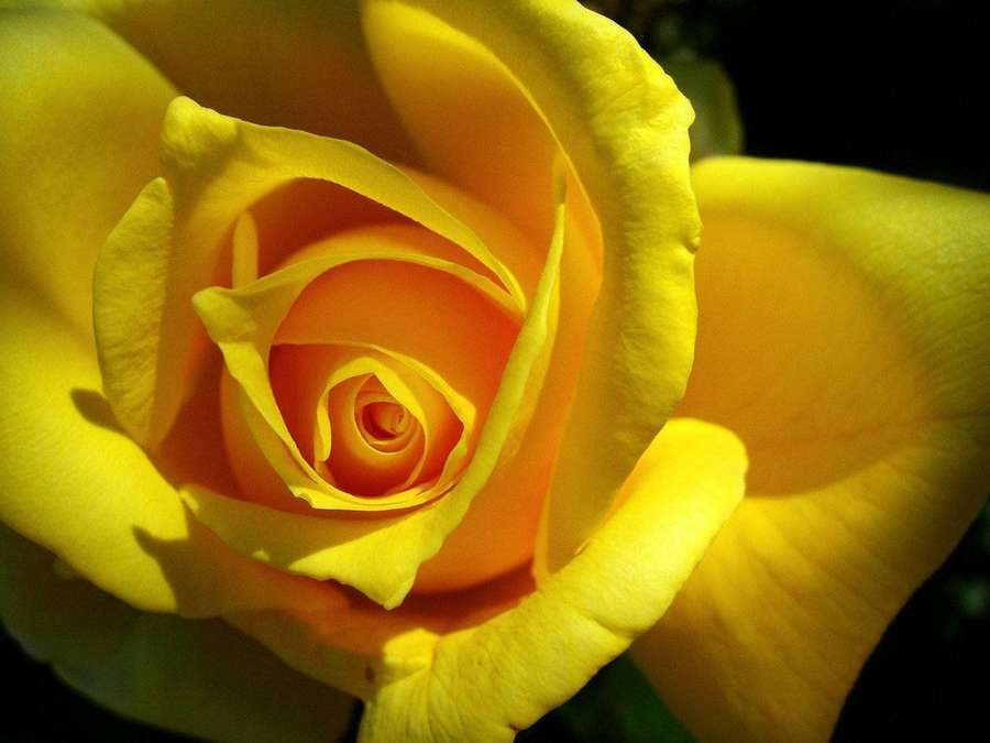 Vibrant yellow rose with orange center in soft light against dark background. — Yellow Rose Wallpaper