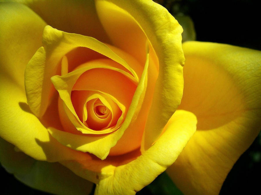 Desktop Wallpaper Yellow Rose Flowers Close Up Hd Image Picture  Background O3nviq