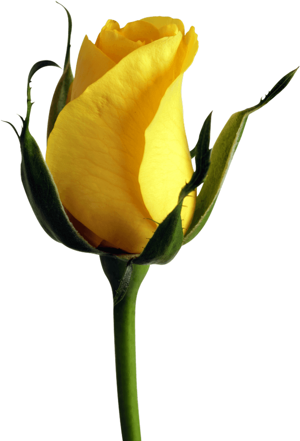 Yellow Rose Png
