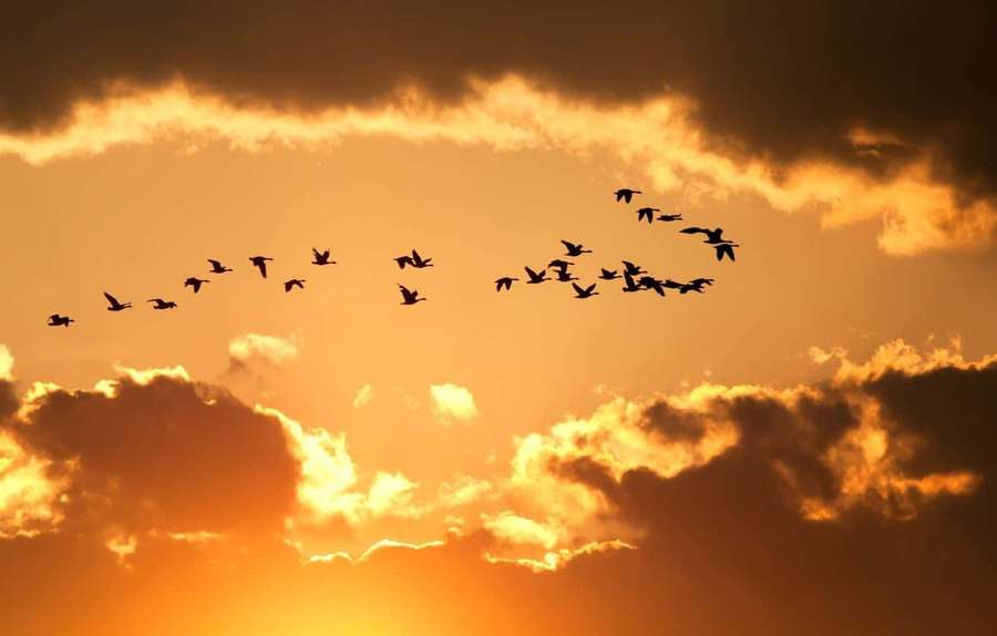 Geese flying in V formation against a vibrant orange sunset sky with textured clouds. — Yellow Sky Wallpaper