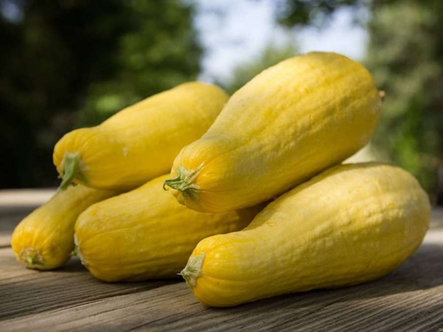 Five yellow summer squash on a wooden table outdoors in bright sunlight. — Yellow Squash Wallpaper
