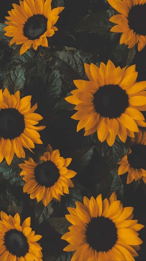 Yellow Sunflower Aesthetic Pictures Wallpaper