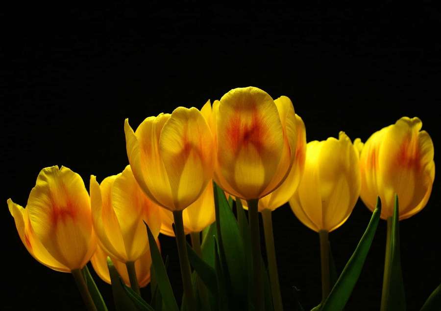 Tulip kuning dengan pusat oranye bersinar di latar belakang hitam. — Yellow Tulips Wallpaper