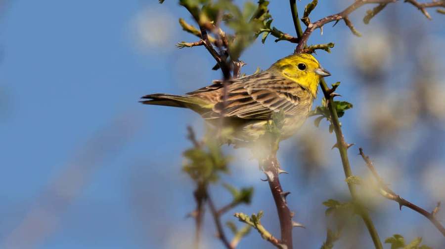 Yellow bird perched on thorny branch in bright blue sky — Yellowhammer Wallpaper