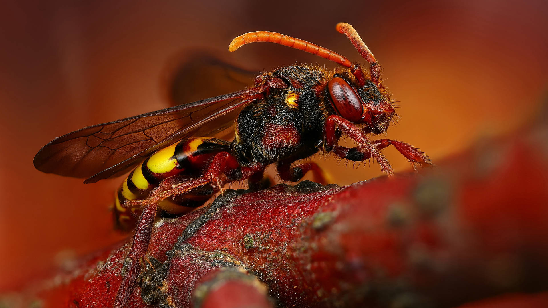 Free Insect Background , [600+] Insect Background s for FREE ...