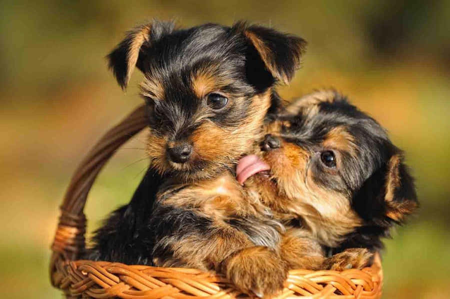 Download wallpapers Yorkshire Terrier bokeh cute dog summer Yorkie  fluffy dog dogs cute animals pets Yorkshire Terrier Dog for desktop  with resolution 2560x1600 High Quality HD pictures wallpapers
