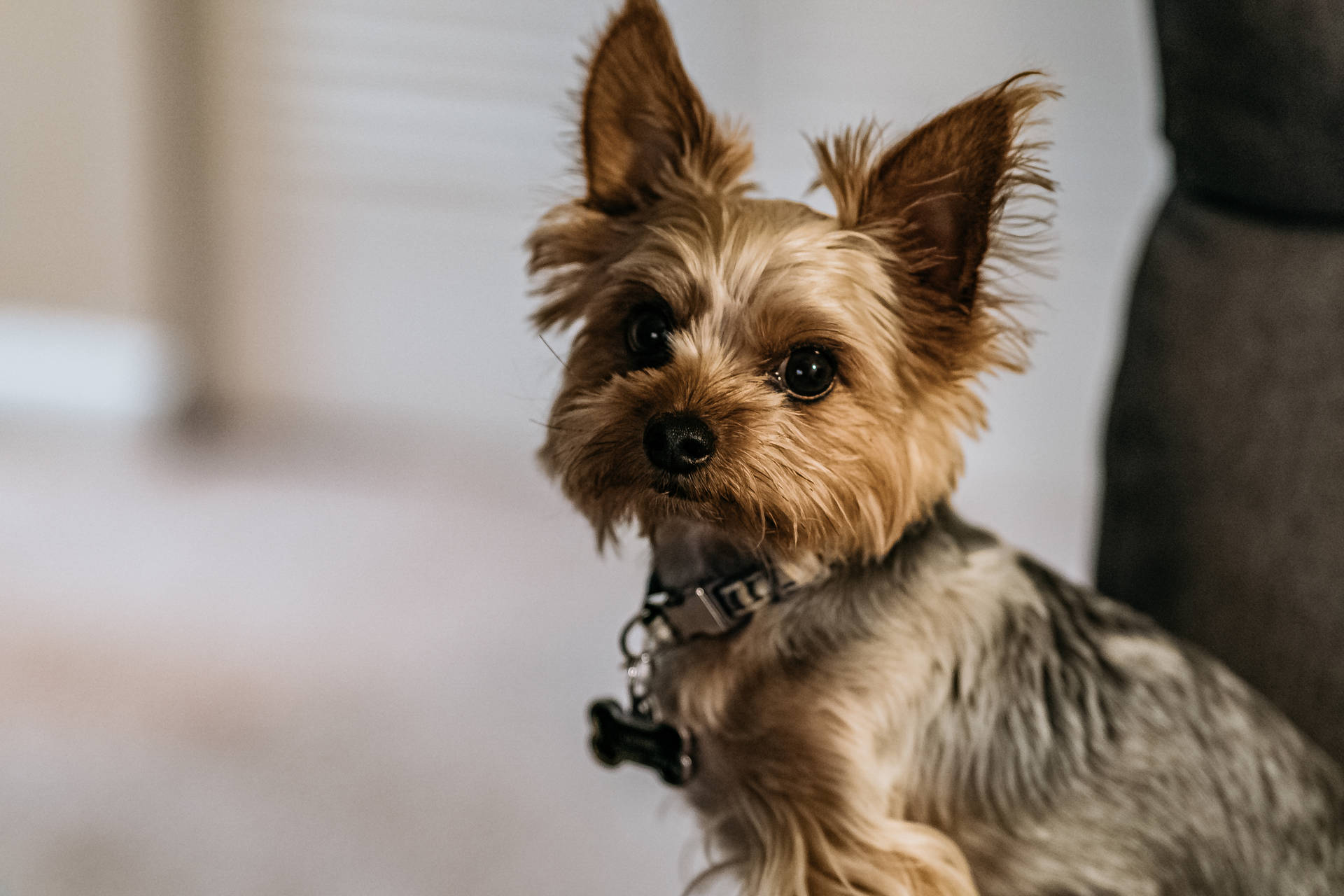 Yorkies Chiots Fond d'écran