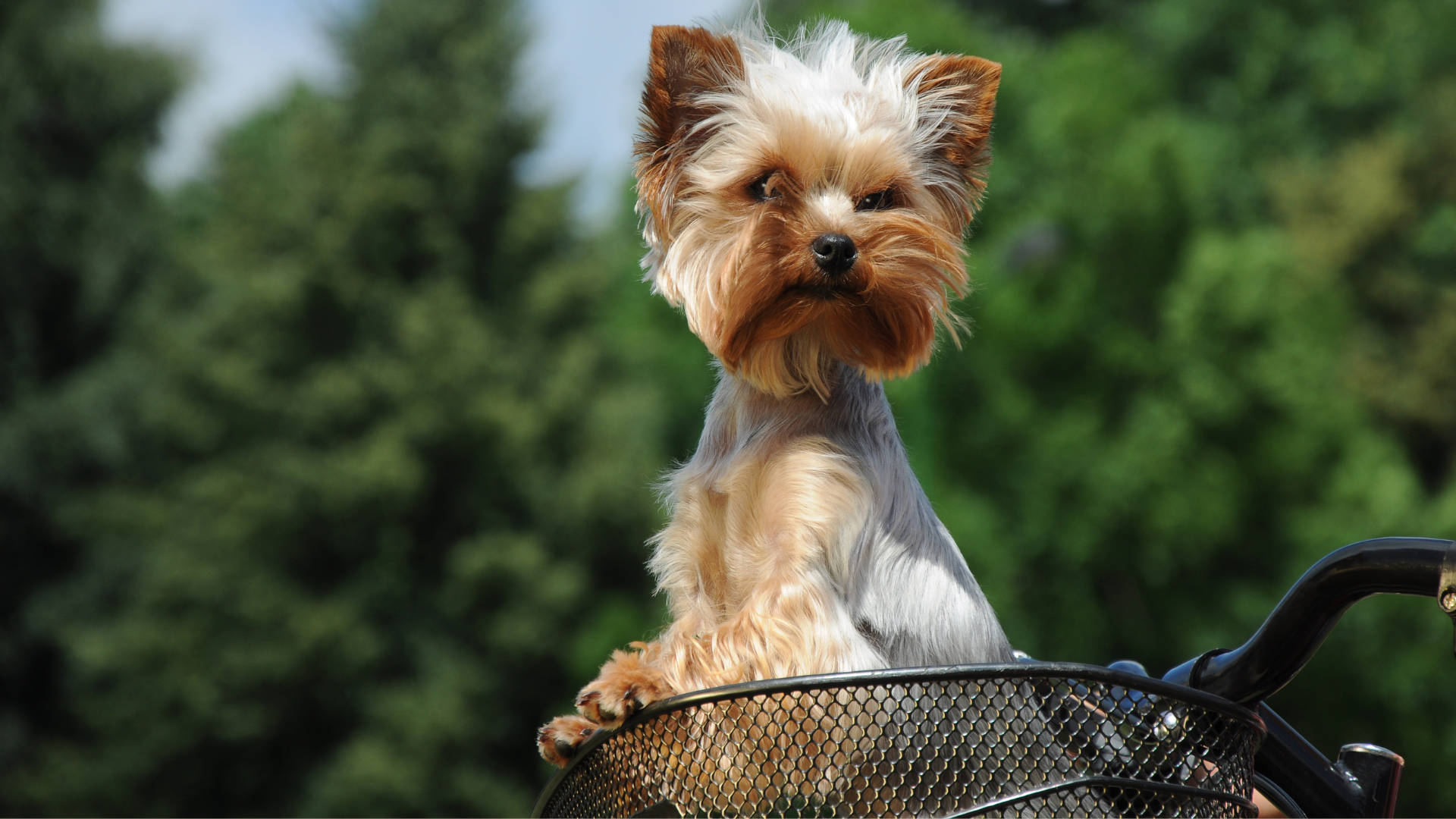 Yorkshire Terrier Wallpaper