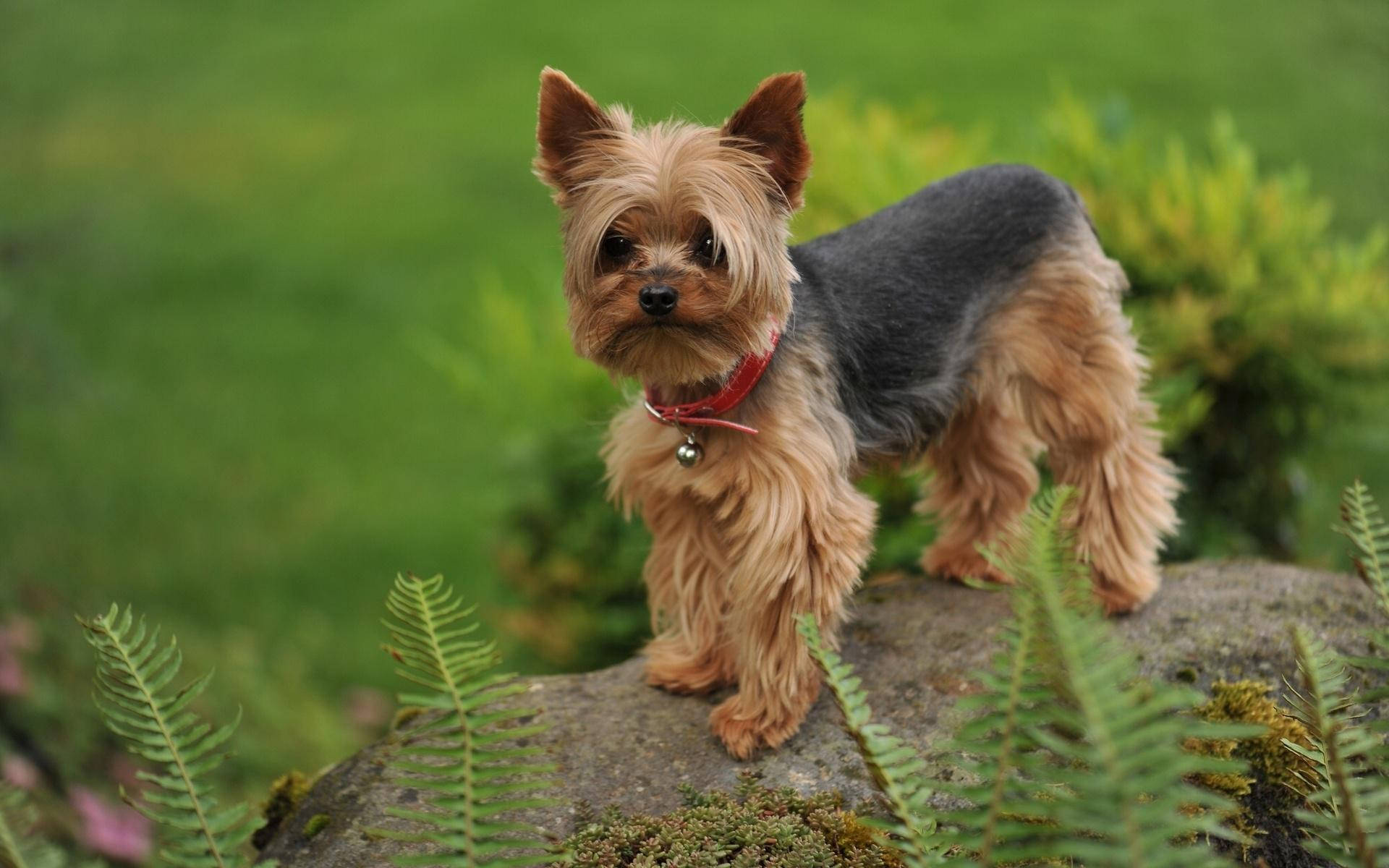 Yorkshire Terrier Sfondo