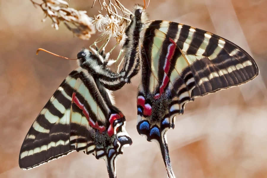 Zebra-häntäperhonen Taustakuva