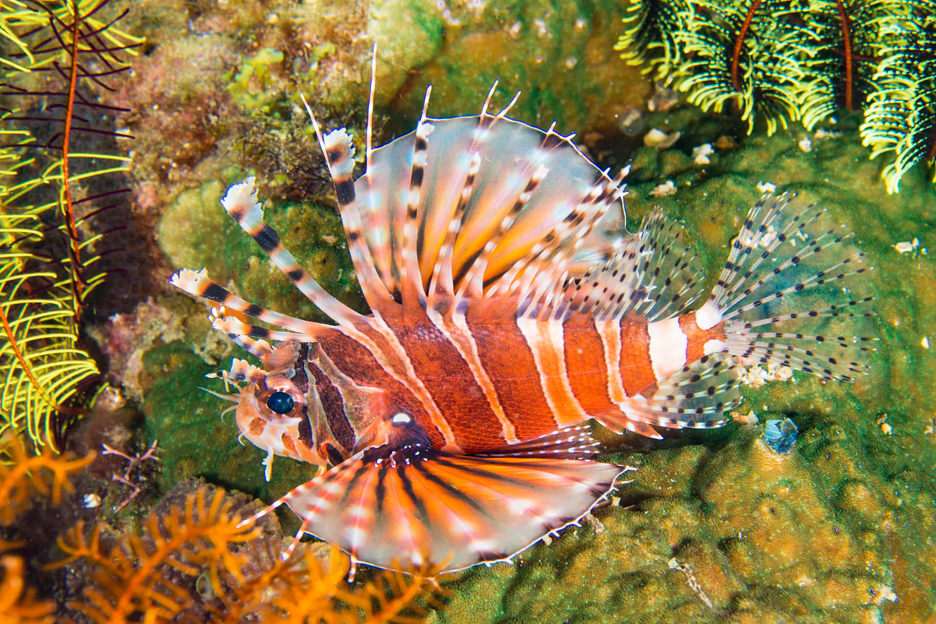 Zebra Lionfish Wallpaper