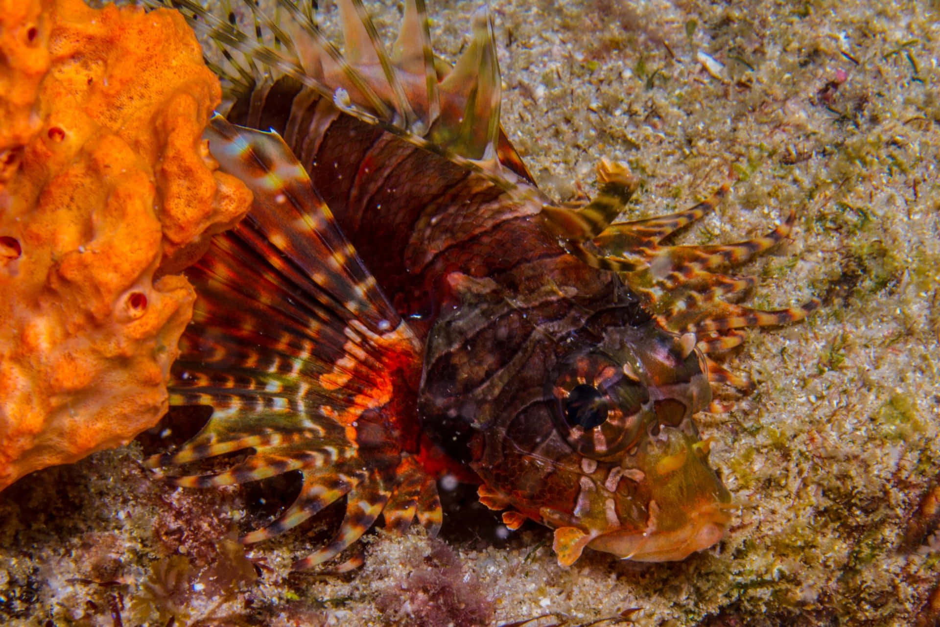 Zebra Lionfish Achtergrond