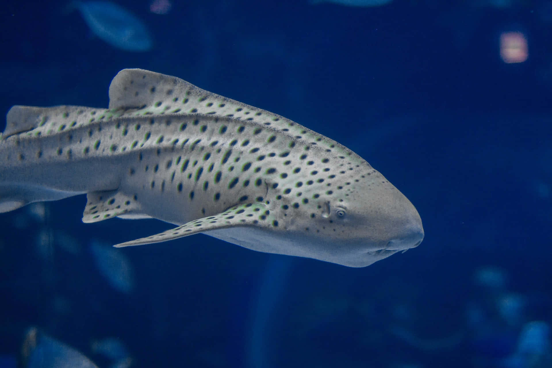 Zebra Shark Wallpaper