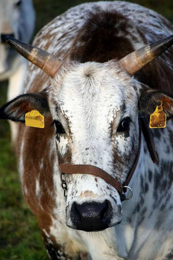 Close-up of a speckled cow with horns and ear tags looking at camera — Zebu Wallpaper