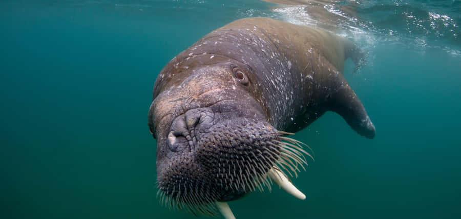 Zeehond Achtergrond