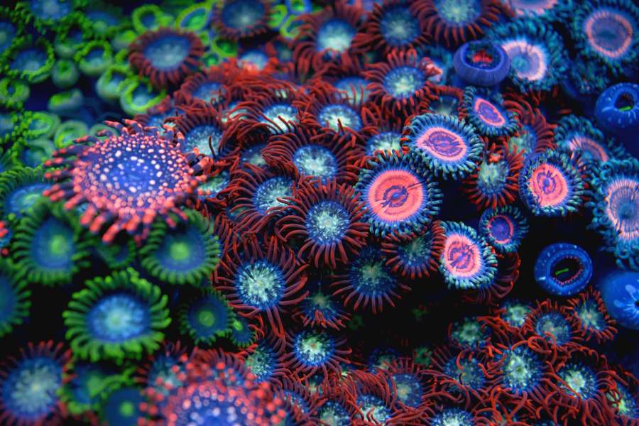 Close-up de pólipos de coral brilhantes em azuis, rosas e verdes vívidos debaixo d'água. — Zoanthid Papéis de Parede