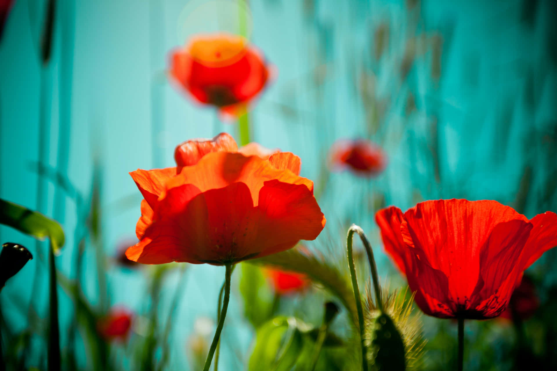 Zomer Bloemen Achtergrond