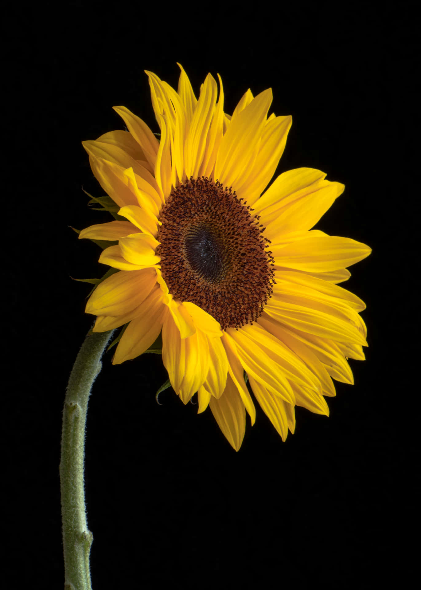 Zonnebloem Telefoon Achtergrond