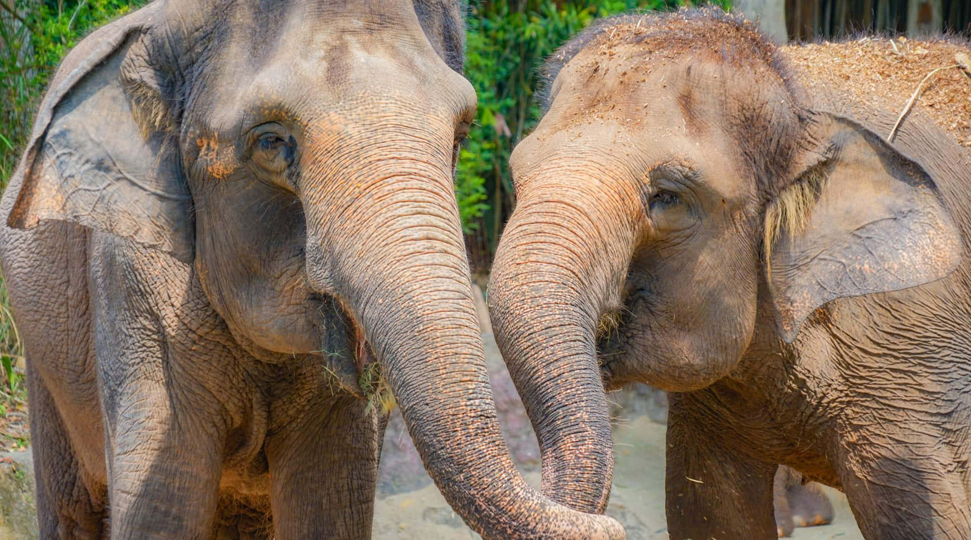 Zoo De Singapour Fond d'écran