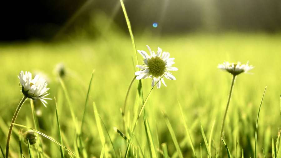Margaritas blancas florecen en hierba verde iluminada por el sol con desenfoque de fondo suave. — Zoom Flor Fondos de pantalla