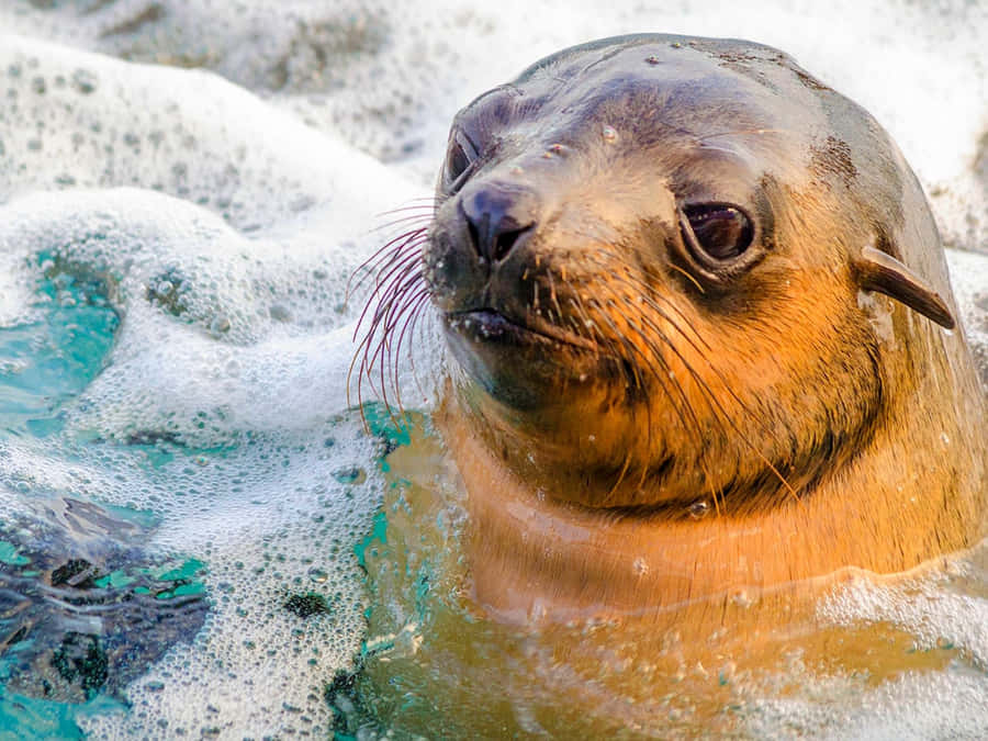 Zuidelijke Vachtzeehond Achtergrond