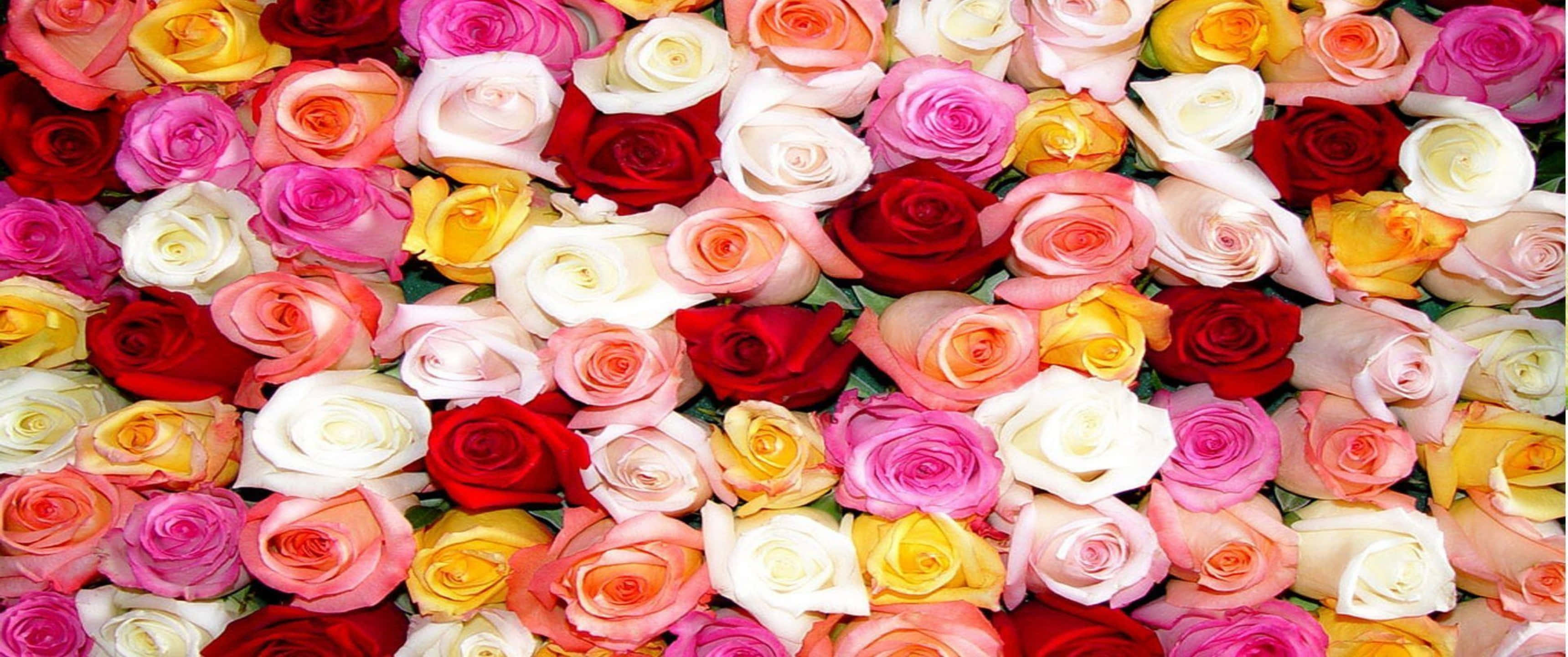 Download 3440x1440p Roses Background | Wallpapers.com