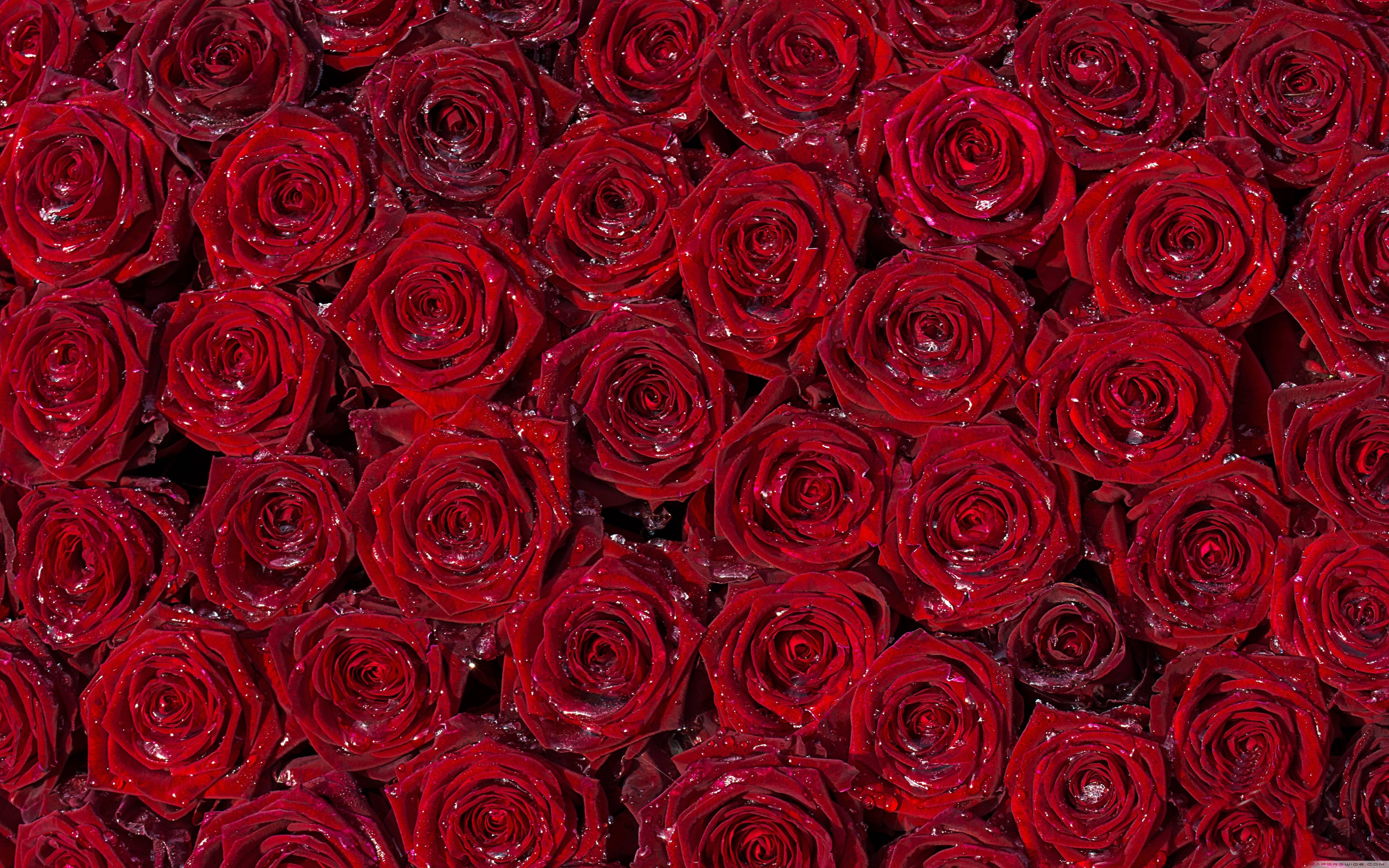 Розы на рабочий экран