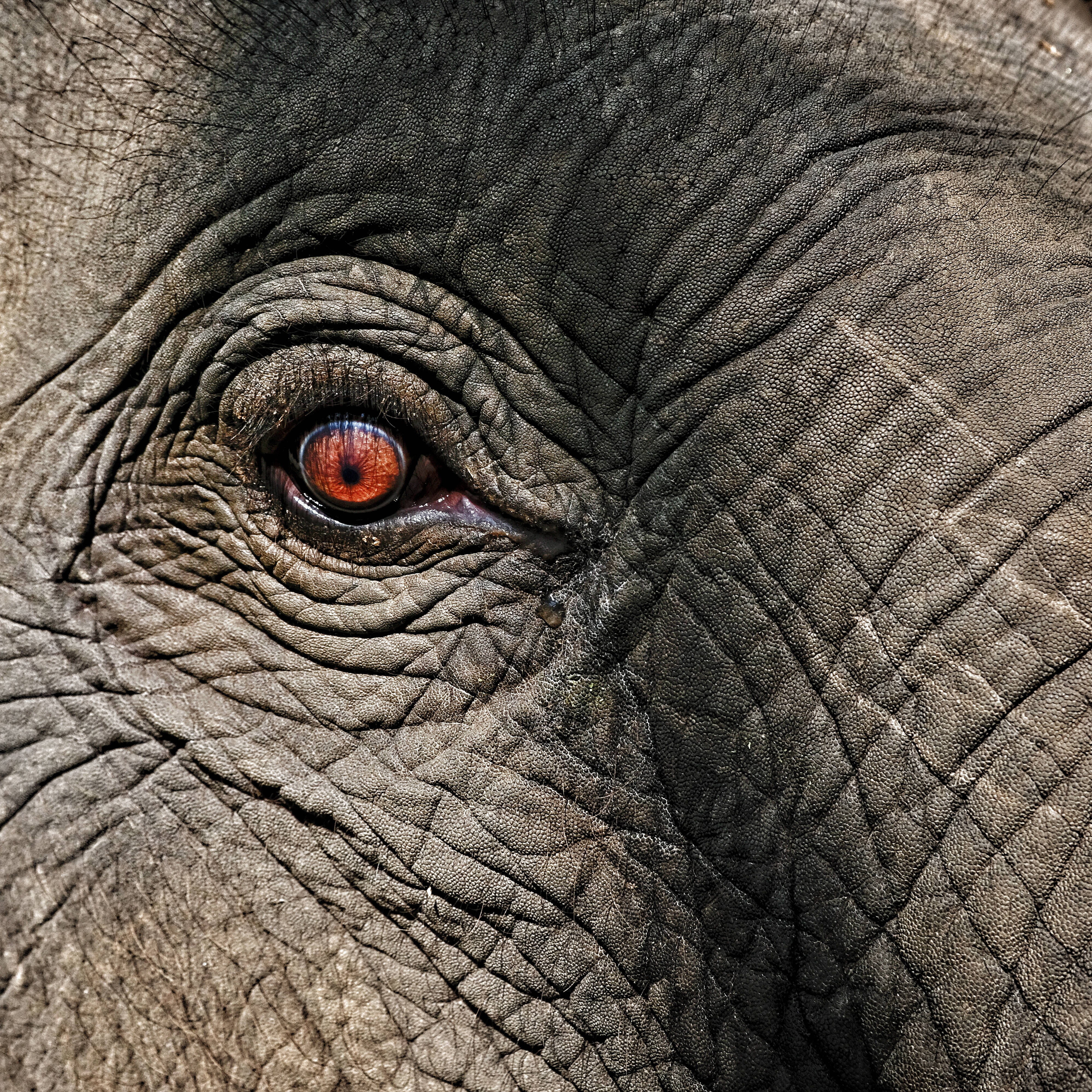 4k Elephant Eye Background