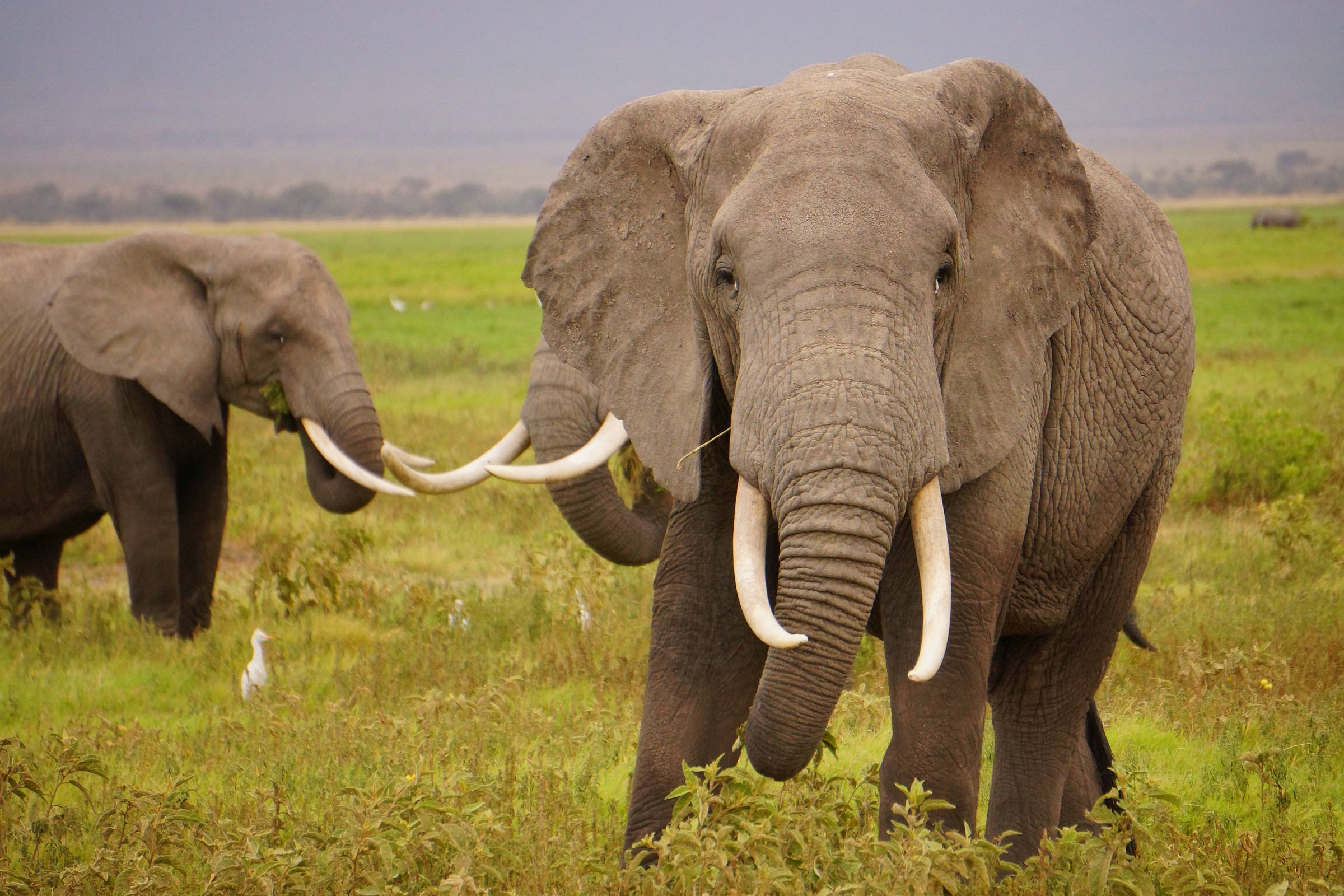 Внешний вид слонов. Бивни африканского слона. Хобот и бивни слона. Африканский слон с большими бивнями. Слон с длинными бивнями.