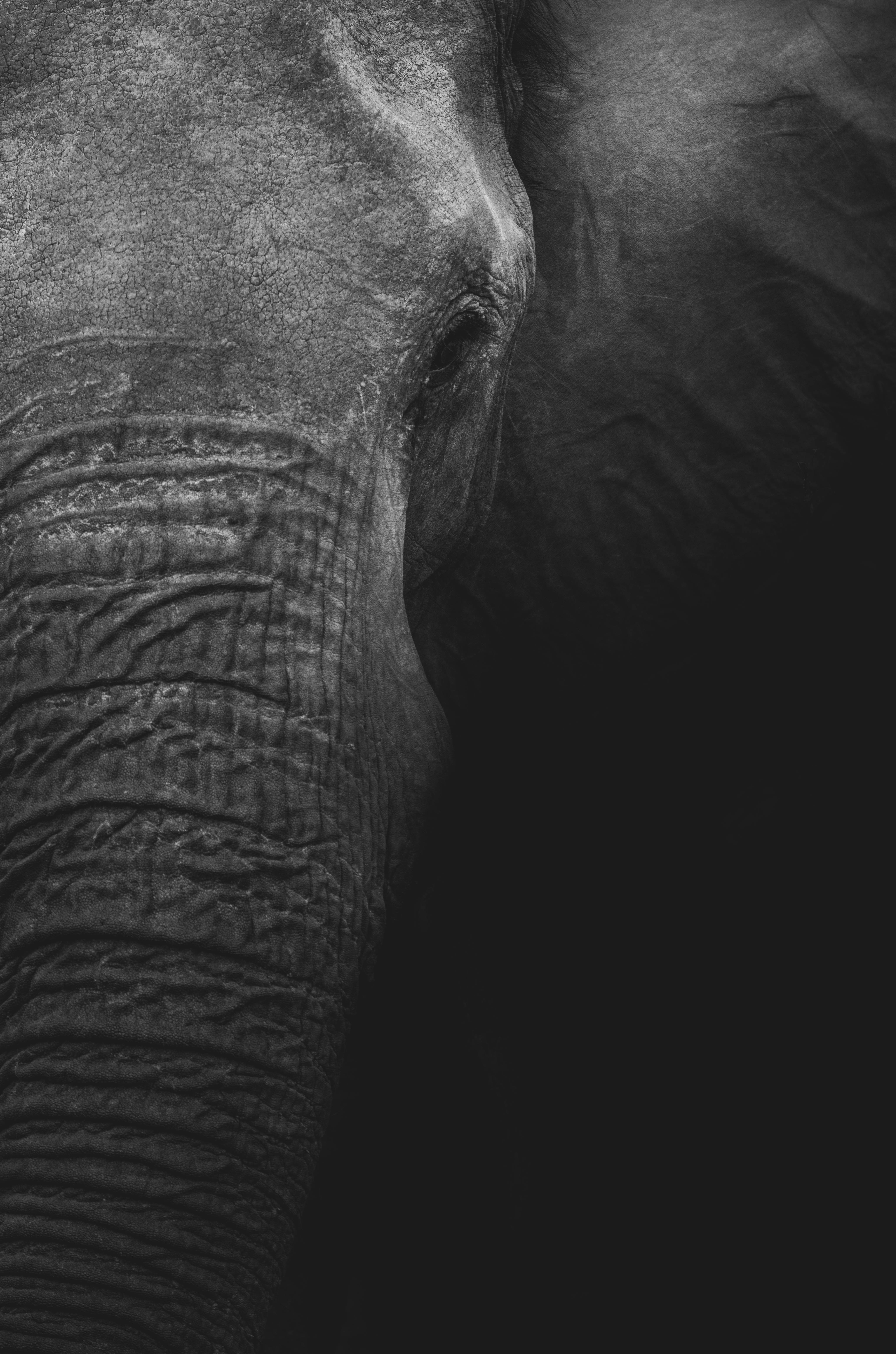 4k Elephant Portrait Grayscale Background