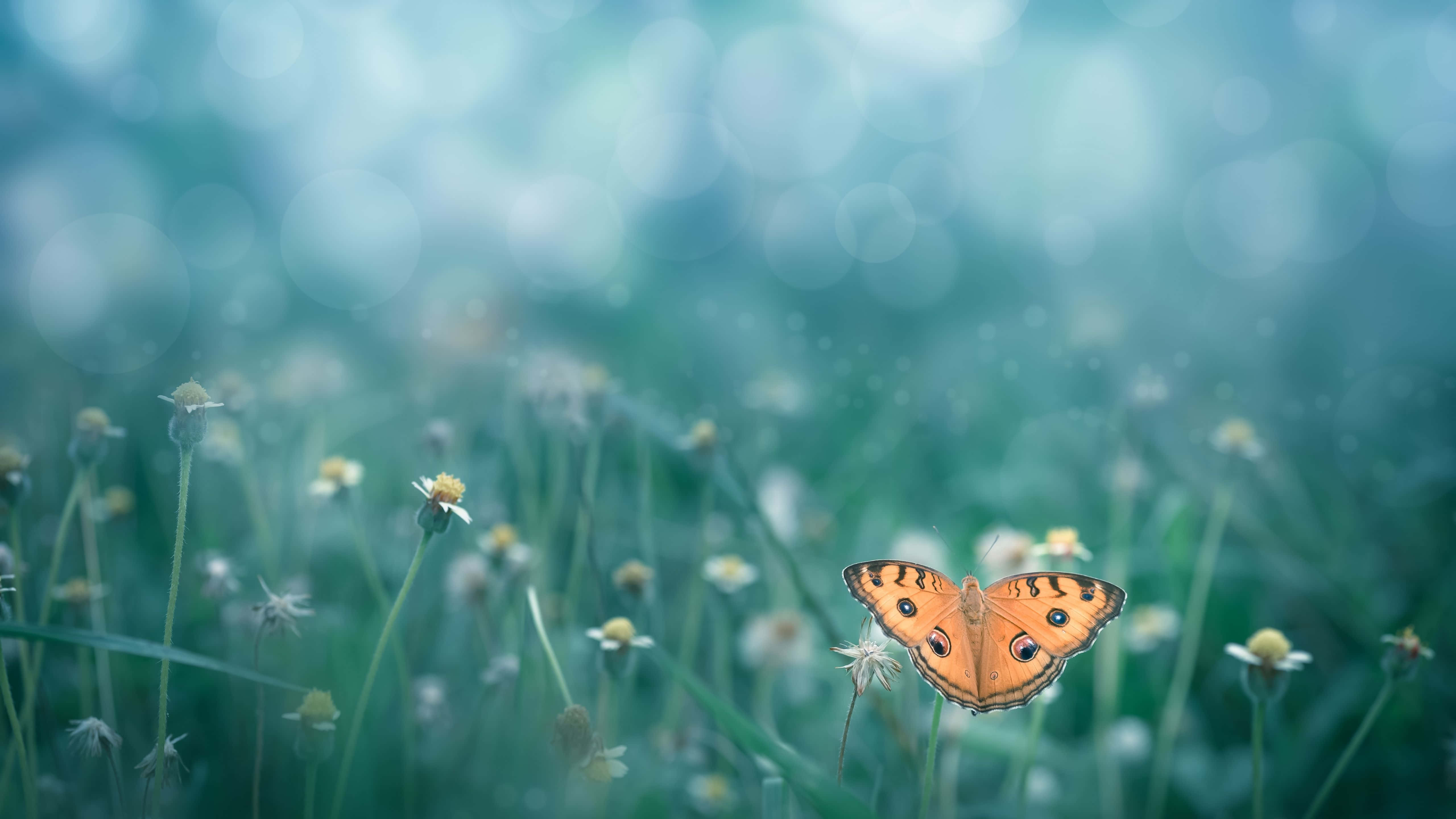 Download A Butterfly Is Sitting On A Green Field Wallpaper 