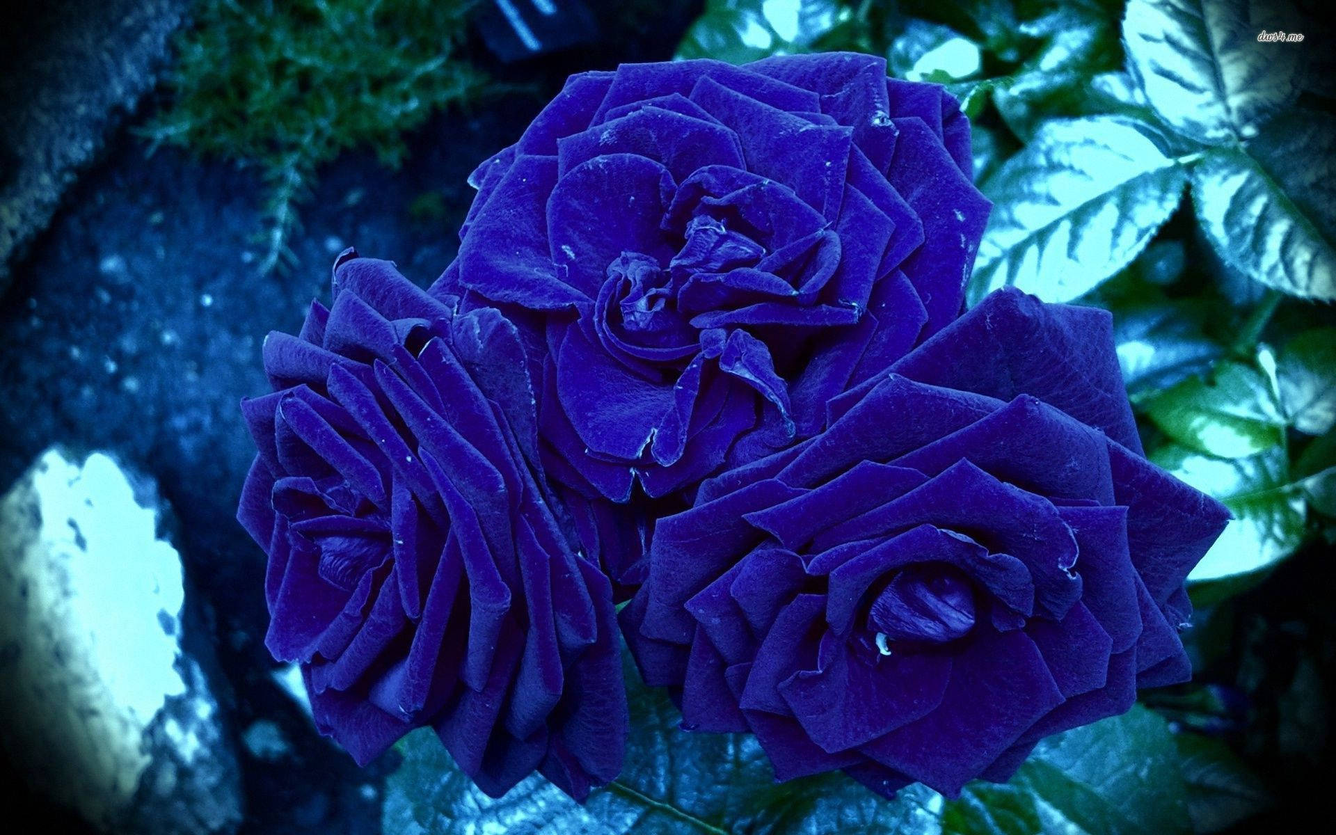 A Blue Rose Is Shown In The Background Background