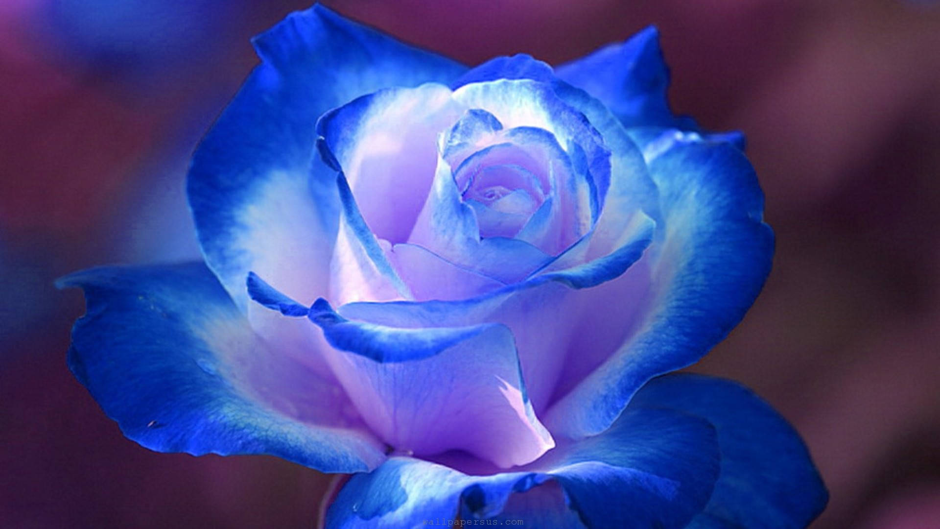 A Blue Rose With Purple And Pink Colors Background