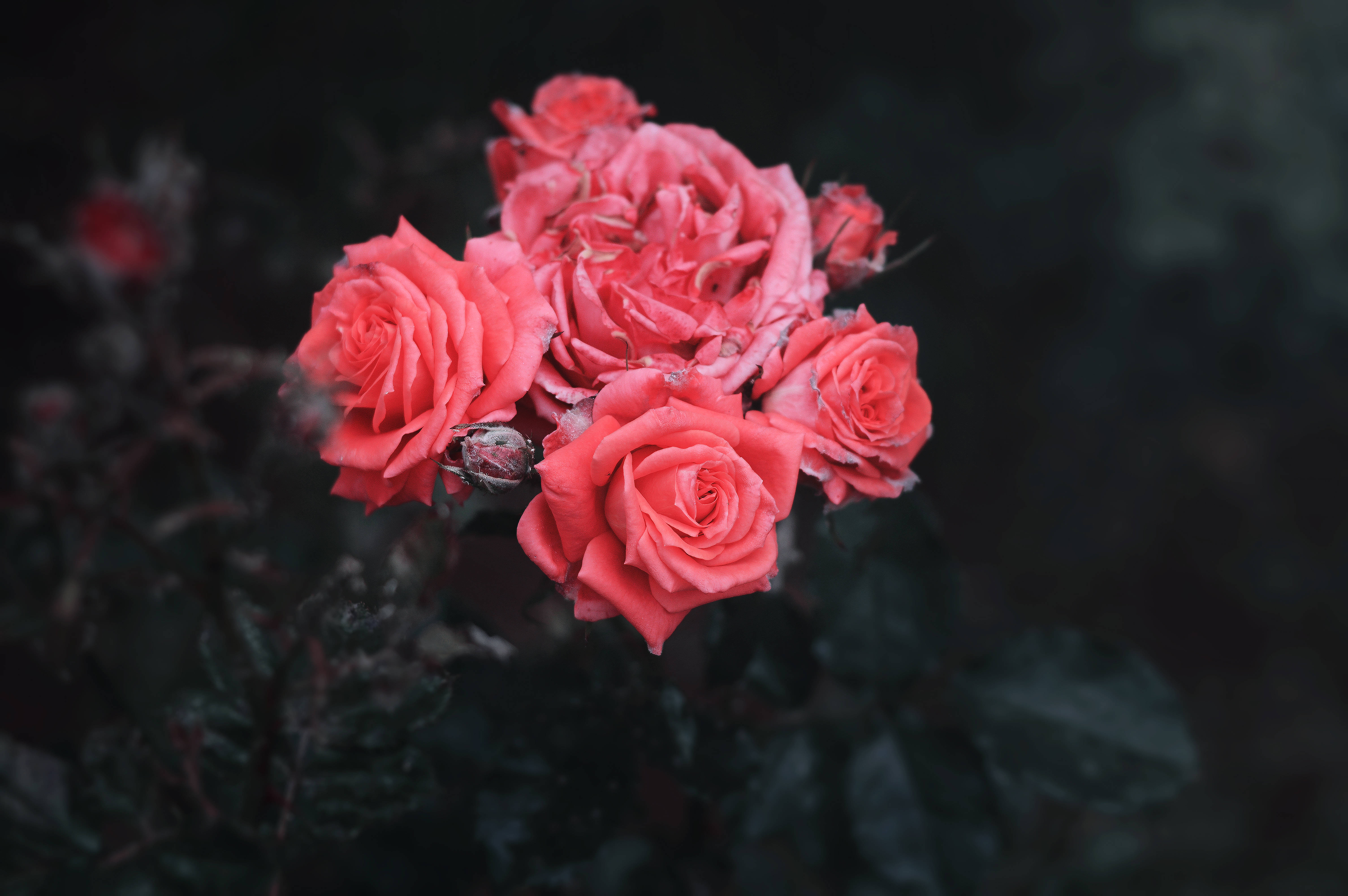 A Bunch Of Pink Roses In The Dark Background