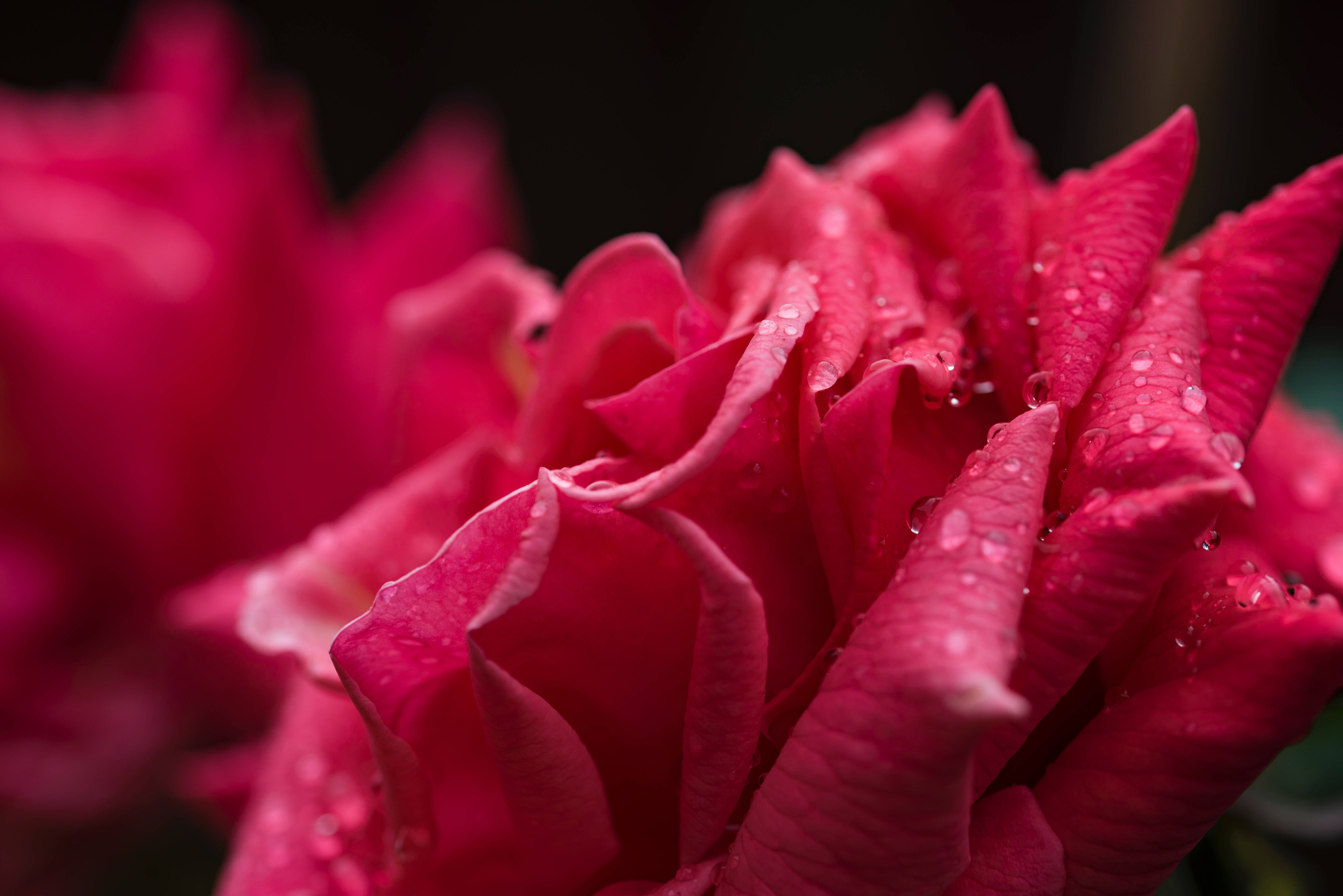 A Close Up Of A Red Rose Background