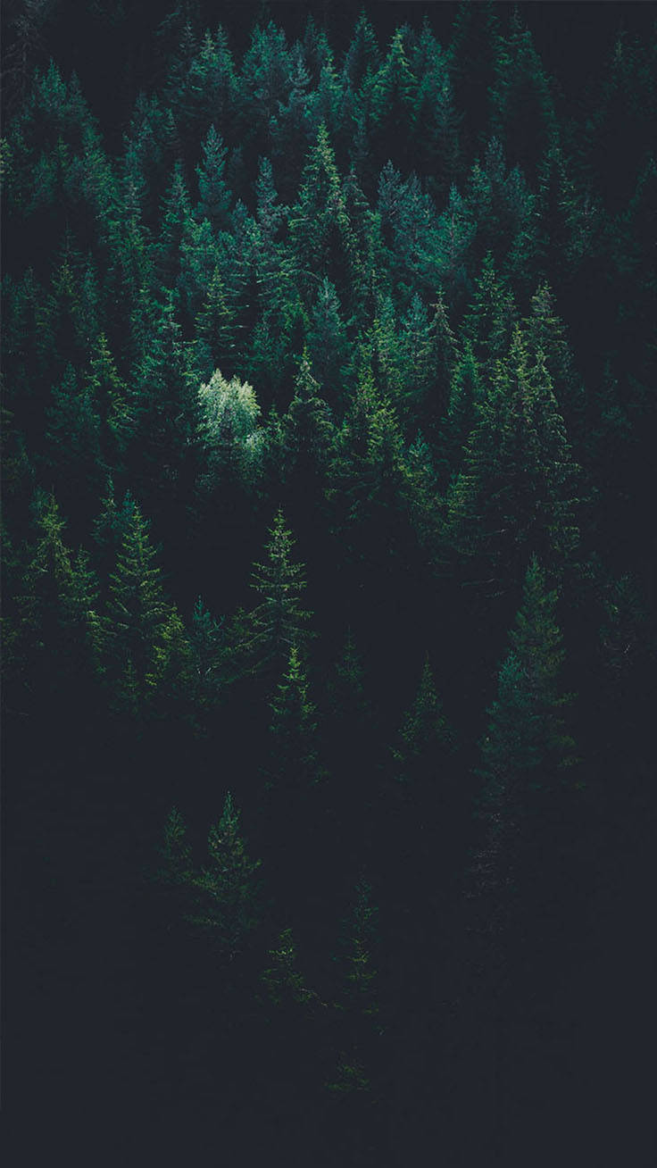 A Dark Forest With Trees In The Background Background