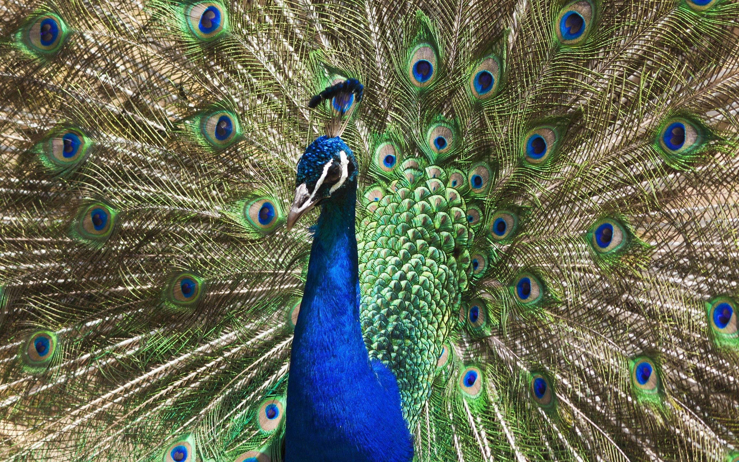A Peacock With Its Feathers Spread Out Background