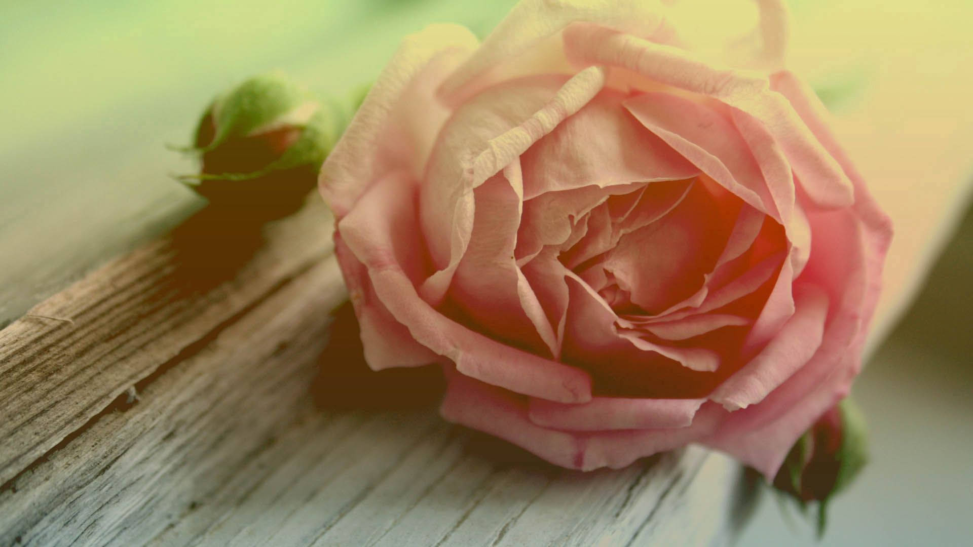 A Pink Rose Is Sitting On A Wooden Table Background