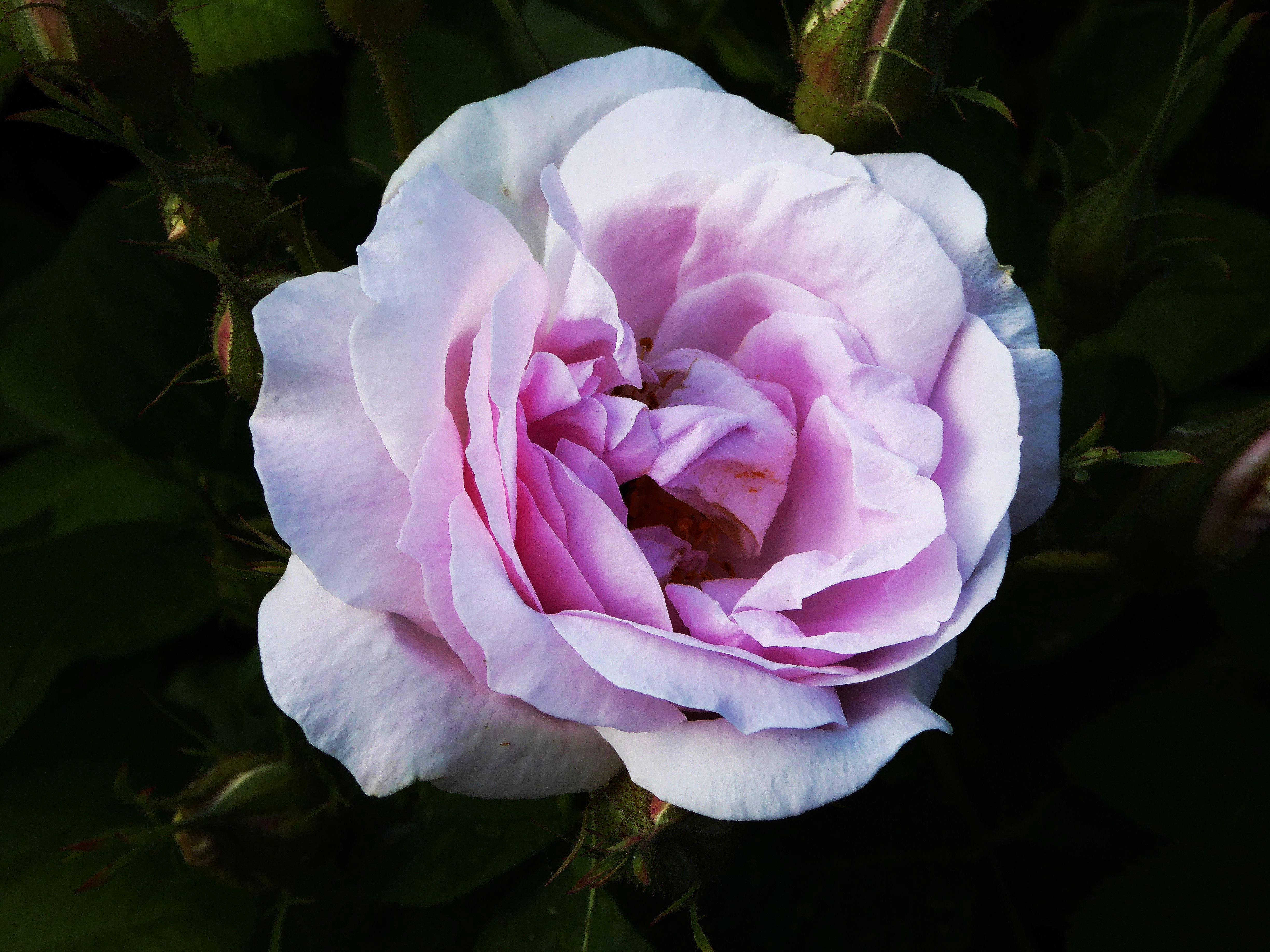 A Pink Rose With Green Leaves Background