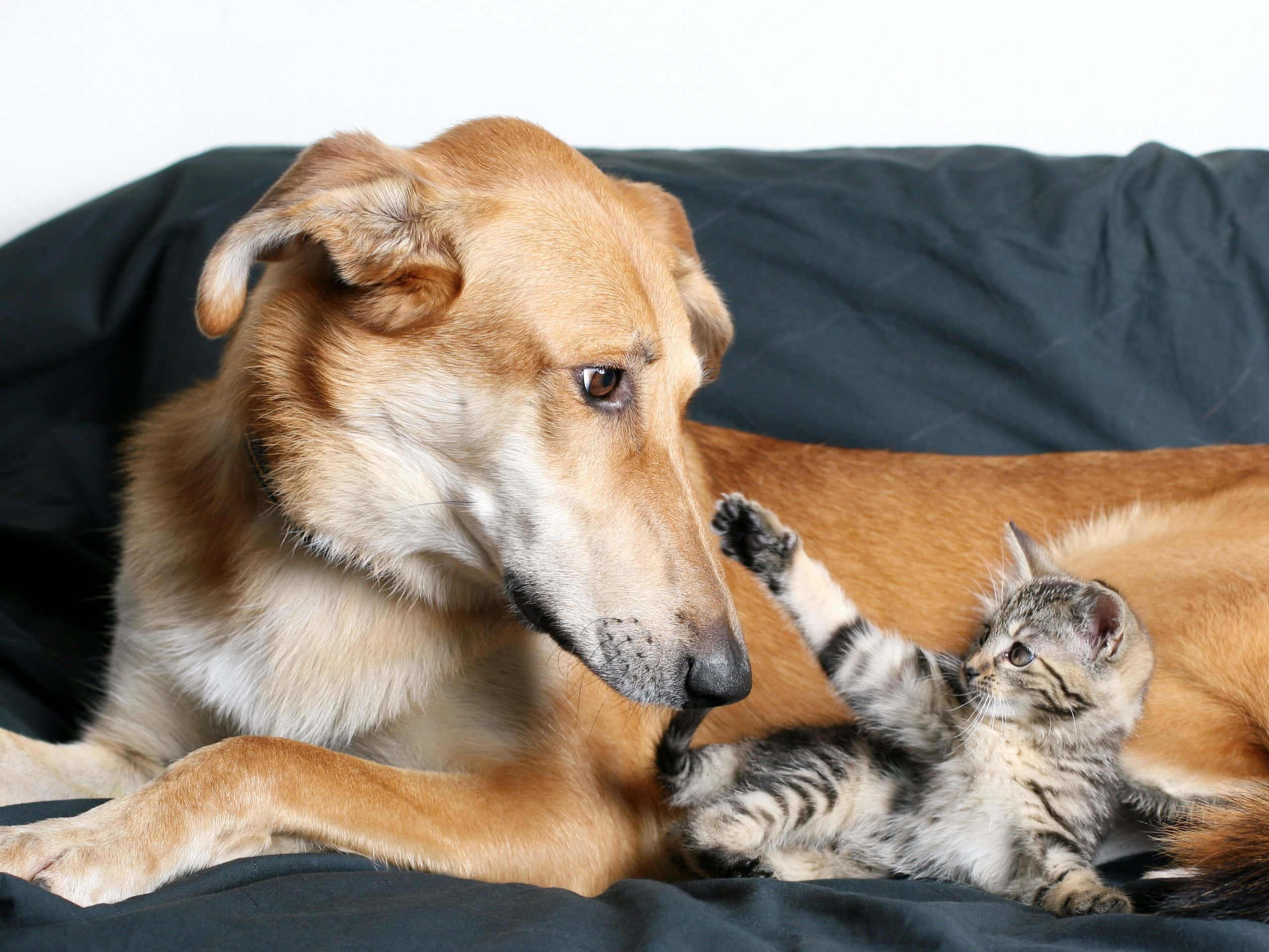 Dog and cat playing. Кошки и собаки. Собака и кошка вместе. Фото кошек и собак. Rjireb b CJ,FRB.