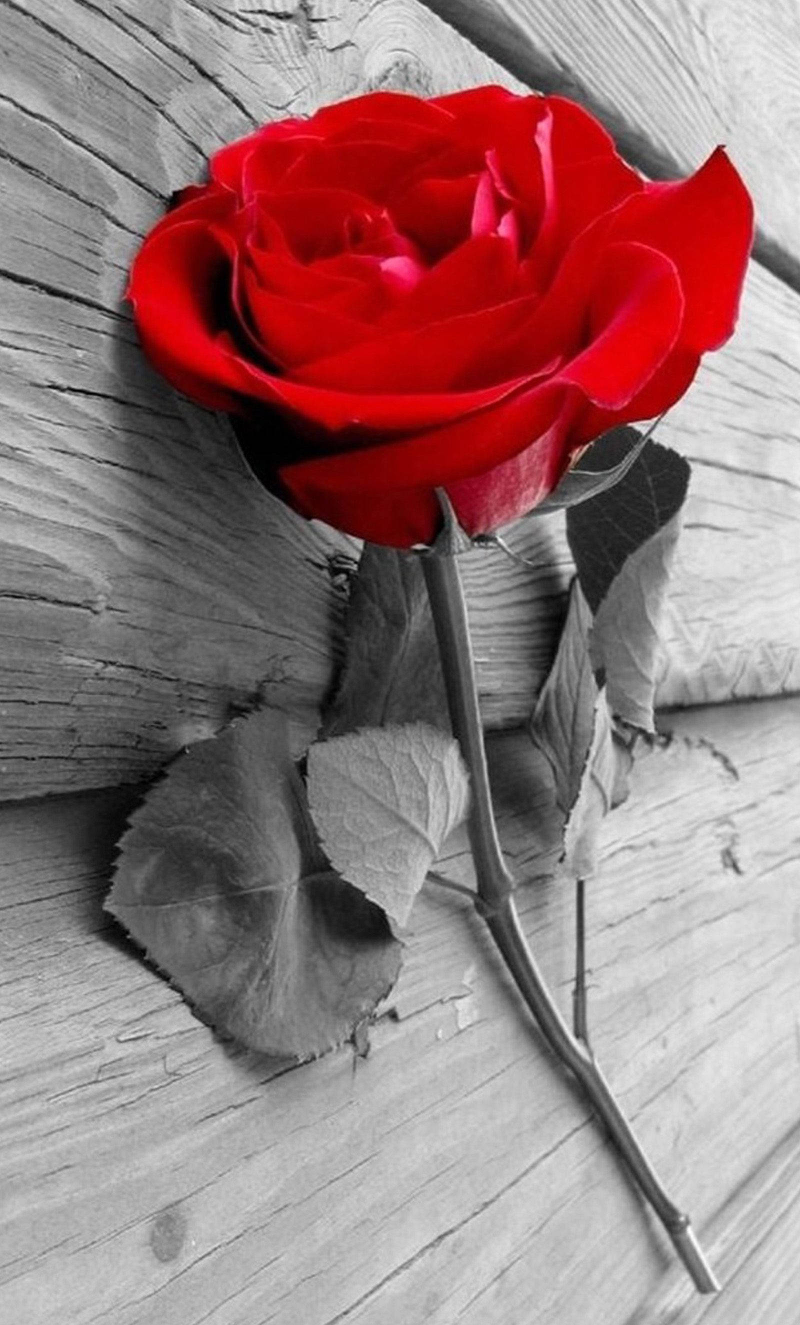A Red Rose Is Leaning Against A Wooden Wall Background